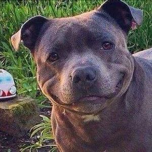 Meet your Posher, Steve